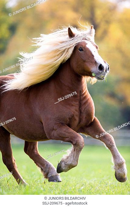 Black Forest Horse. Adult galloping on a pasture. Germany