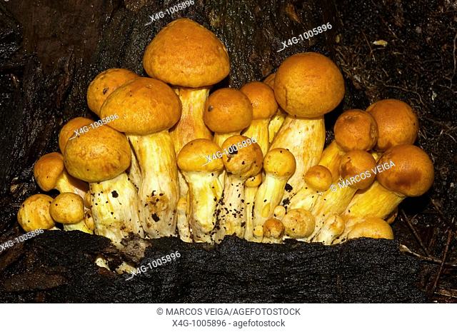 Laughing gym or Laughing Jim mushrooms (Gymnopilus spectabilis)