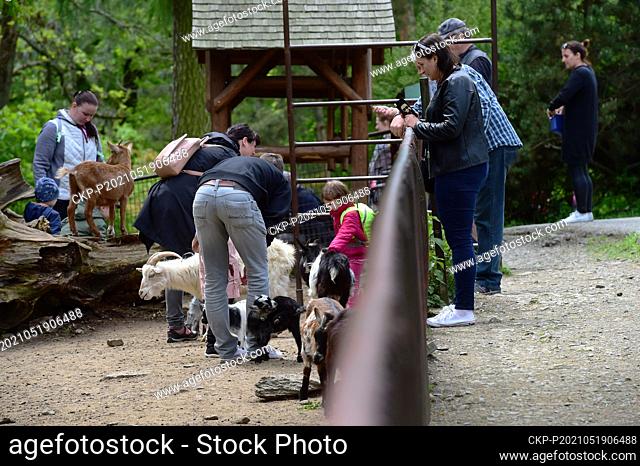 Visitors play with goatlings of Dutch dwarf goat, Capra aegagrus f. hircus, in the Olomouc Zoo, Czech Republic, on Wednesday, May 19, 2021