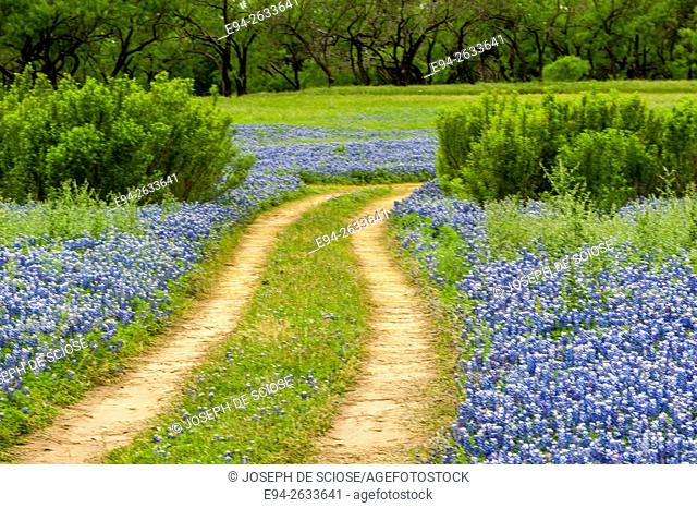 Dirt road cutting through a field of bluebonnet wildflowers at the Muleshoe recreation area in Texas in the spring