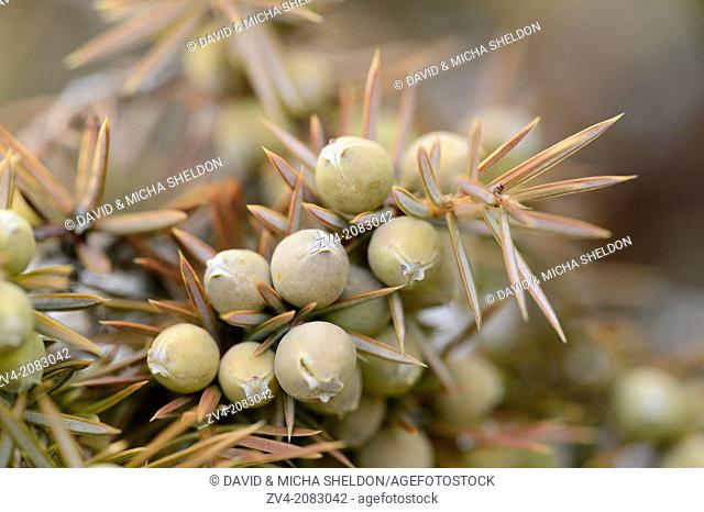 Close-up of fruits of a Common juniper (Juniperus communis)