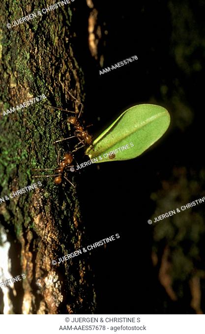 Leaf cutting Ants (Atta cephalotes) transporting a leaf