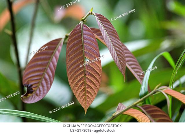 Young leaves. Image taken at Kampung Satau, Sarawak, Malaysia