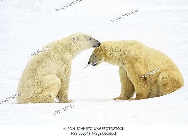 Polar Bear (Ursus maritimus) Sparring pair resting, Wapusk NP, Cape Churchill, Manitoba, Canada