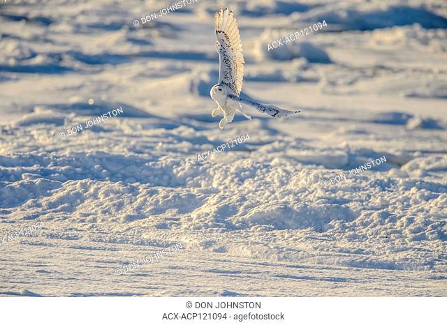 Snowy owl (Bubo scandiacus) Female hunting rodents along Hudson Bay coast