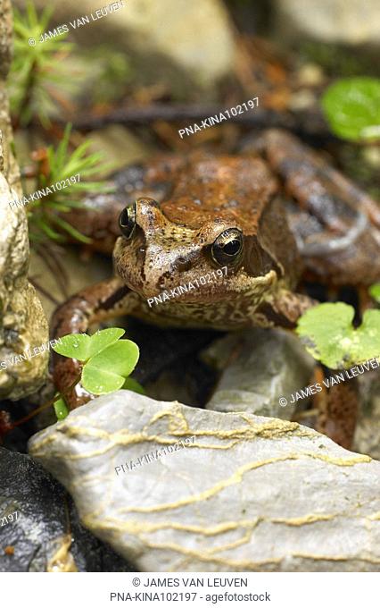 Common Frog Rana temporaria