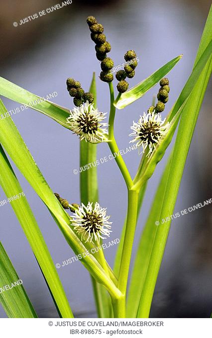 Branched Bur Reed (Sparganium erectum)