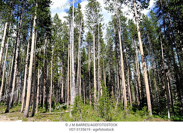 Lodgepole pine (Pinus contorta) is a coniferous tree native to western USA. This photo was taken in Yellowstone National Park, Wyoming, USA