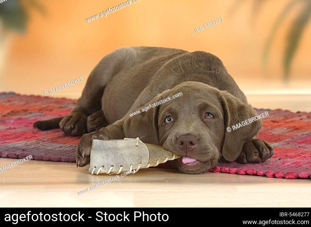 Chesapeake Bay Retriever, puppy, 9 weeks, with chew toy, chew shoe, detachable