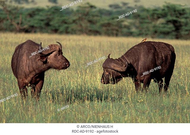 Cape Buffaloes, bulls, Masai Mara Game Reserve, Kenya, Syncerus caffer