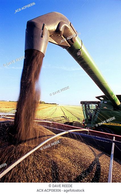 a combine unloads canola into a farm truck during harvest, near Dugald, Manitoba, Canada