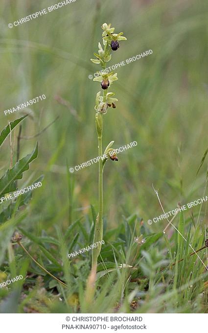 Ophrys fusca subsp. minima - Ile d’ Oleron, La Gaconnière, Charente-maritime, Poitou-Charentes, France, Europe