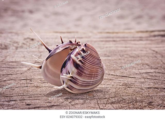 Beautiful seashell closeup