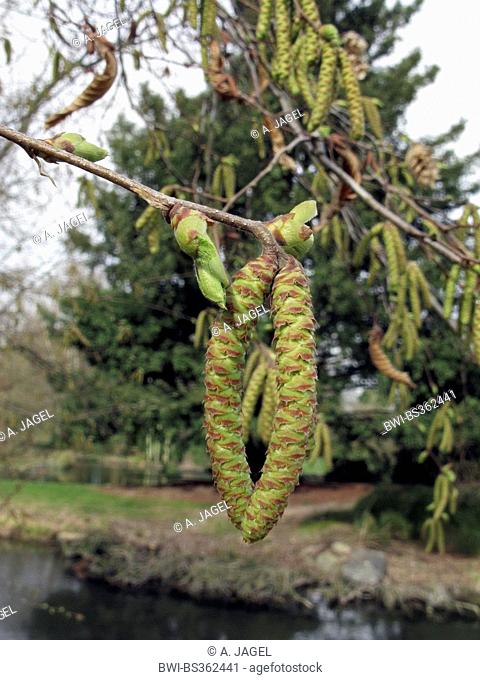 Hop Hornbeam, European Hop Hornbeam (Ostrya carpinifolia), branch with buds and male catkins