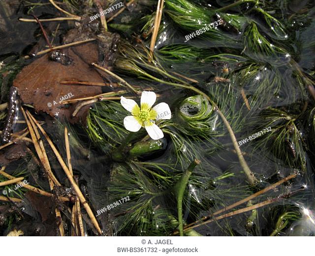 thread-leaved water-crowfoot (Ranunculus trichophyllus), blooming in a creek, Germany, North Rhine-Westphalia