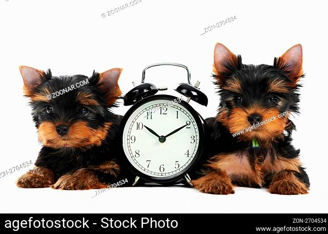 One little Yorkshire Terrier (3 month) puppy dog with alarm clock isolated over white background