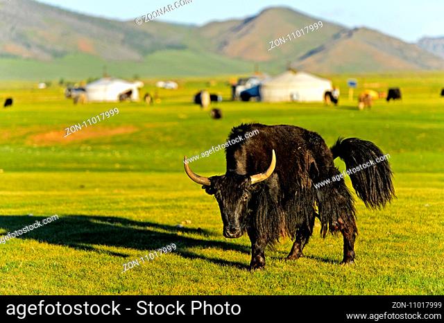 Schwarzes Yak (Bos mutus), Orchon-Tal, Mongolei / Black yak (Bos mutus), Orkhon Valley, Mongolia