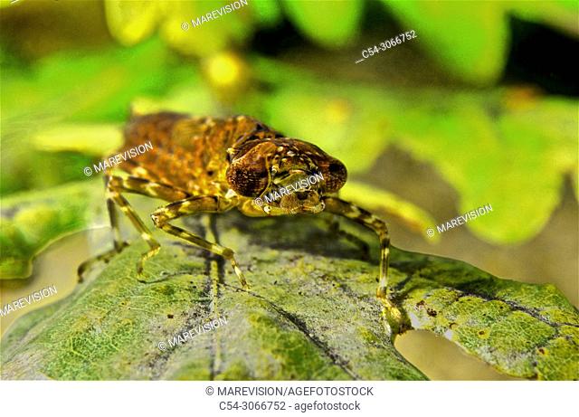 Freshwater Rivers. Arthropod. Aquatic insect. Dragonfly larvae. Hawker larvae. Odonat (Boyeria irene). Tea river. Galicia. Spain. Europa
