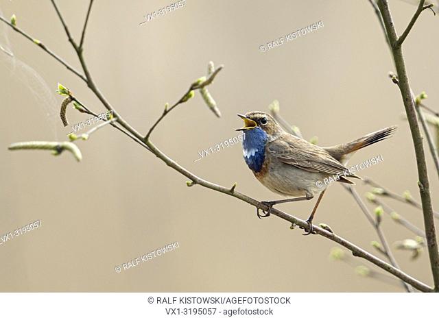 Bluethroat (Luscinia svecica) sings its song sitting in branches of vernally birch bushes