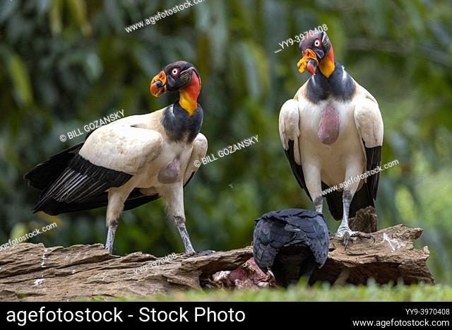 King vultures (Sarcoramphus papa) - La Laguna del Lagarto Eco-Lodge, Boca Tapada, Costa Rica