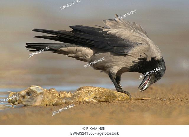 hooded crow Corvus corone cornix, adult at lake shore feeding on a fish, Germany, Saxony