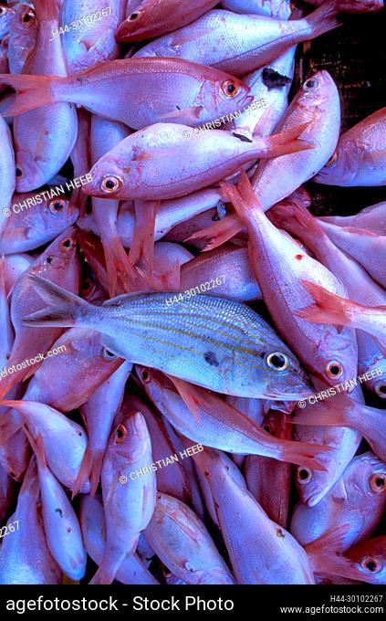 West Indies, Caribbean, Trinidad, Tobago, fish, market, Red snapper