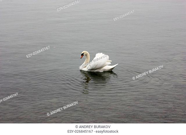 Lonely white swan floating in the cold lake