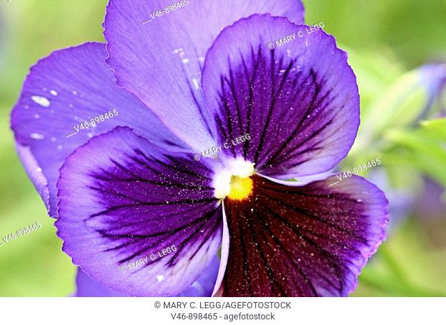 Purple pansy with dark purple center on green background  The pansy has a bright yellow center and dark stripes  The edges are fringed slightly  It is slightly...
