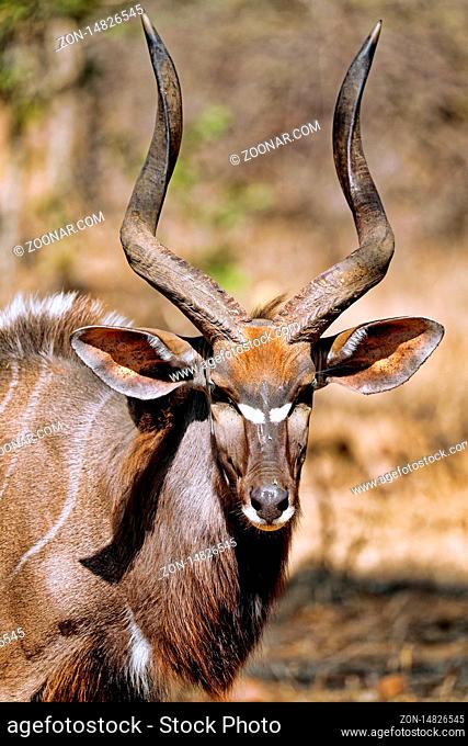 Nyala, männlich, Majete Wildlife Reserve, Malawi, (Equus quagga) | Nyala, male, Majete Wildlife Reserve, Malawi, (Nyala angasi)