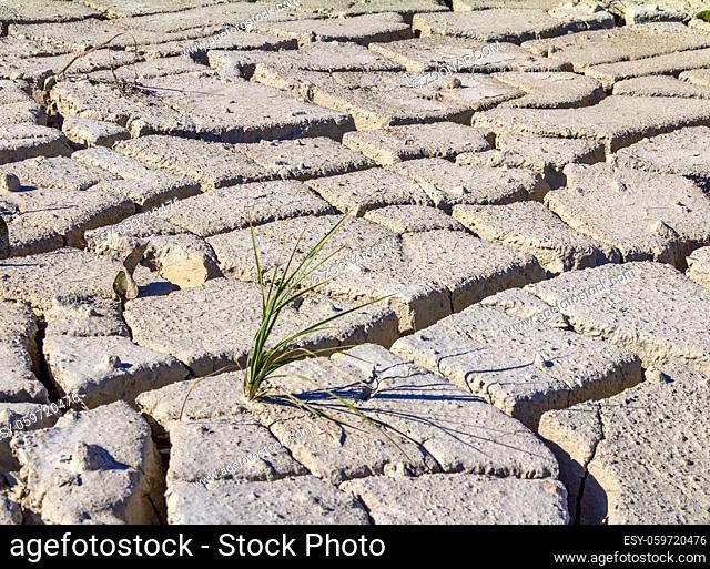sunny arid scenery including a small plant surrounded by lots of fissured dry ground