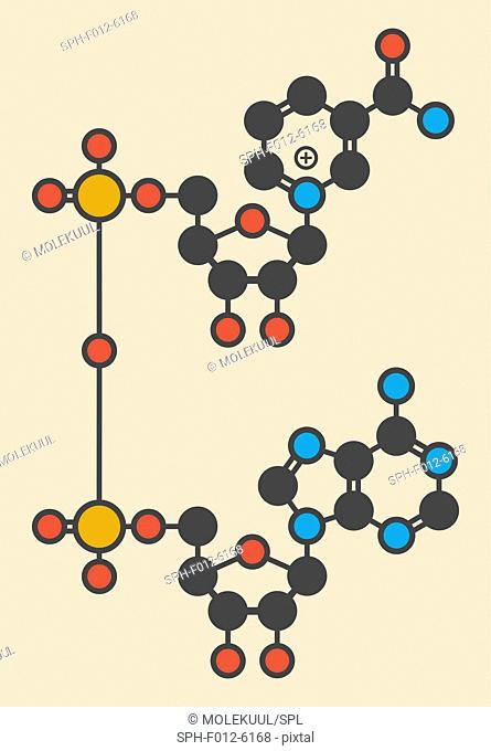 Nicotinamide molecule