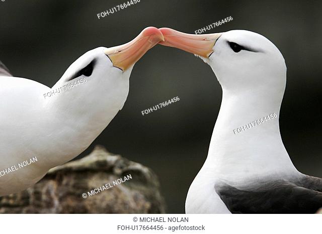 Black-browed Albatross Thalassarche melanophrys adult courtship dance. Falkland Islands