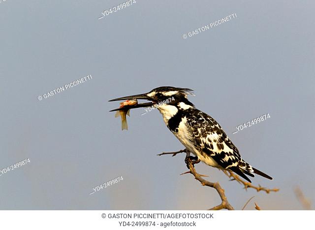 Pied Kingfisher (Ceryle rudis), with a prey, Kruger National Park, South Africa