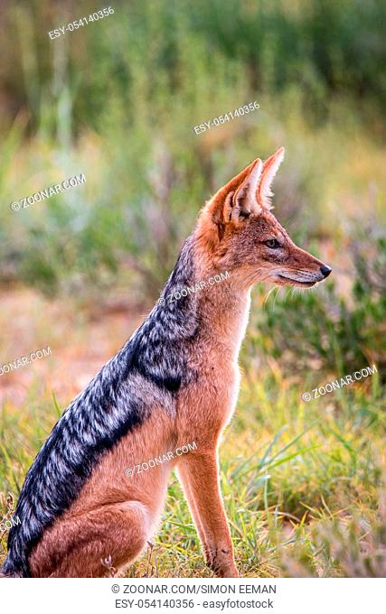 Side profile of a sitting Black-backed jackal in the Kgalagadi Transfrontier Park, South Africa