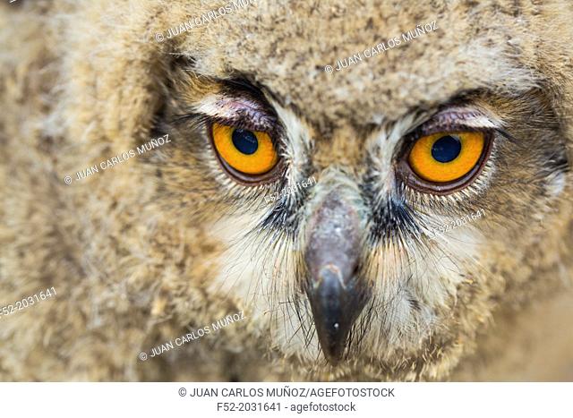 Eurasian Eagle-Owl (Bubo bubo), Saja Natural Park, Cantabria, Spain
