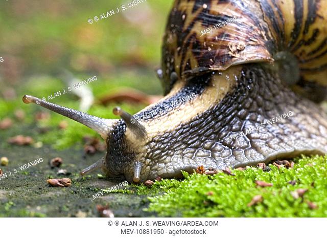 snail ahain varicoza)