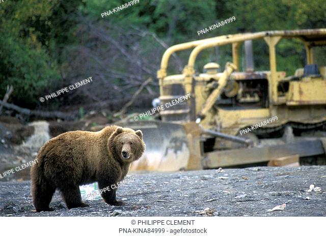 Kodiak bear Ursus arctos middendorffi - Kodiak Island, Alaska, United States of America, USA, North America