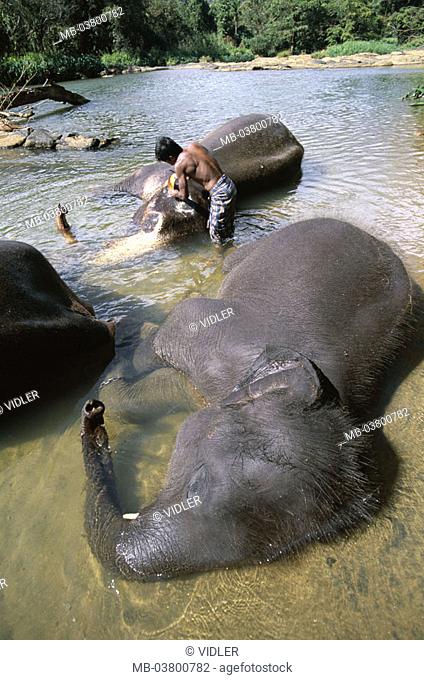 Sri Lanka, Pinawela, Elefanten-Waisenhaus, River, Elefantenbad,  Asia, South Asia, close to Kandy, orphanage for elephants, waters, Oyafluss, Maha Oya