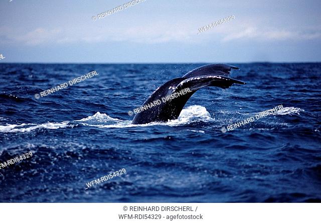 Humpback whale tail fin, Megaptera novaeangliae, Silverbanks Caribbean Sea, Dominican Republic