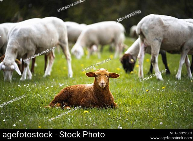 Brown lamb in flock of sheep, Swabian Alb