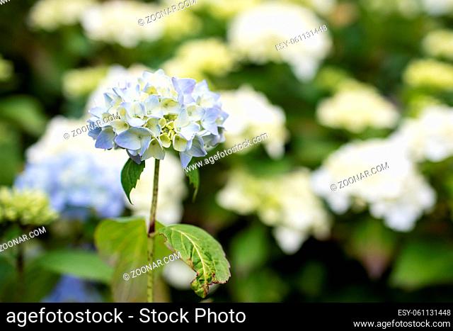 Purple Hydrangea macrophylla blossoming in garden at summer time