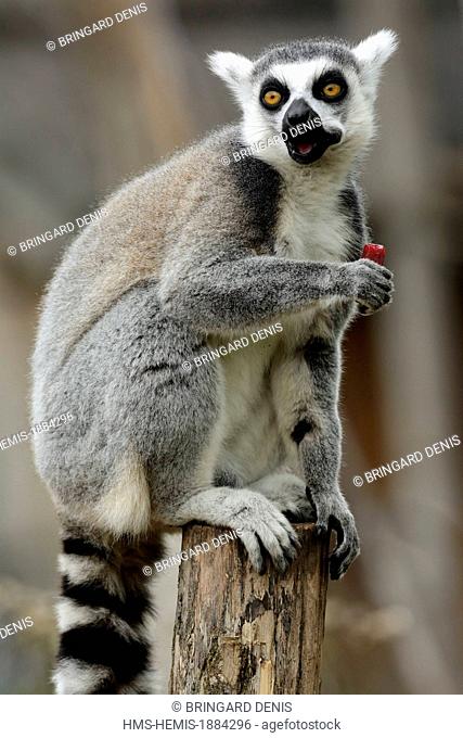 France, Moselle, Rhodes, animal park of Sainte Croix, Ile aux Lemuriens, cattas Makis (Lemur catta)