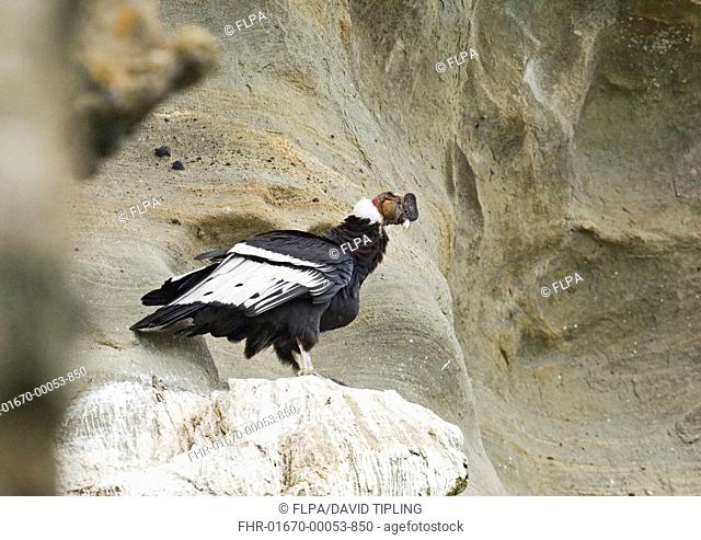 Andean Condor Vultur gryphus adult male, standing on cliff roosting ledge, Patagonia, Chile, november