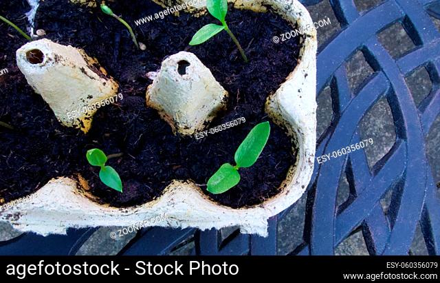 Seedlings growing in old egg carton