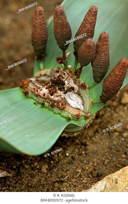 tree tumbo, tumboa, welwitschia (Welwitschia mirabilis), with female inflorescences, 2