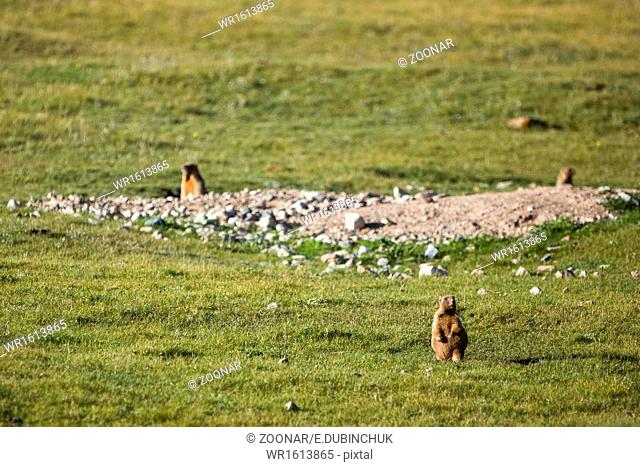 Brown marmot in mountains