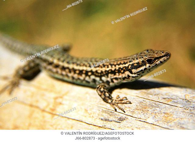Bocage's Wall Lizard (Podarcis bocagel). Cuenca province, Castilla-La Mancha, Spain