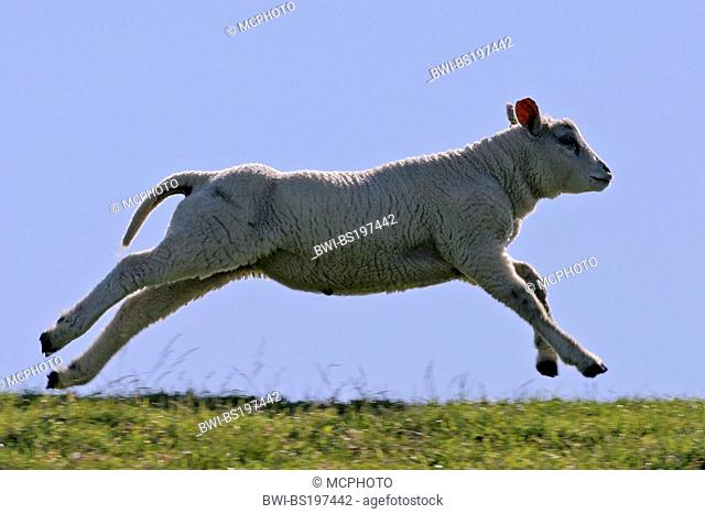 domestic sheep (Ovis ammon f. aries), lamb running through a meadow, Netherlands, Texel