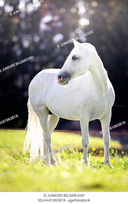 Lipizzan horse. Adult stallion (Siglavy Capriola Primas) standing on a pasture. Austria