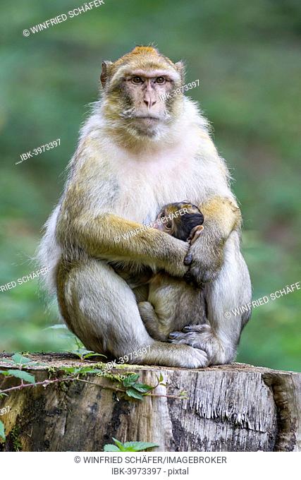 Barbary Macaque (Macaca sylvanus) adult female with young, 12 weeks, native to Morocco, captive, Rhineland-Palatinate, Germany